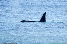 Orca (42 von 59).jpg